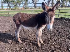 Yearling Standard Jenny