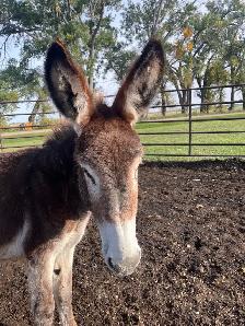 Yearling Standard Jenny - Photo 2