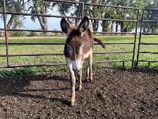 Yearling Standard Jenny - Photo 3