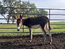 Yearling Standard Jenny - Photo 4