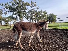 Yearling Standard Jenny - Photo 5