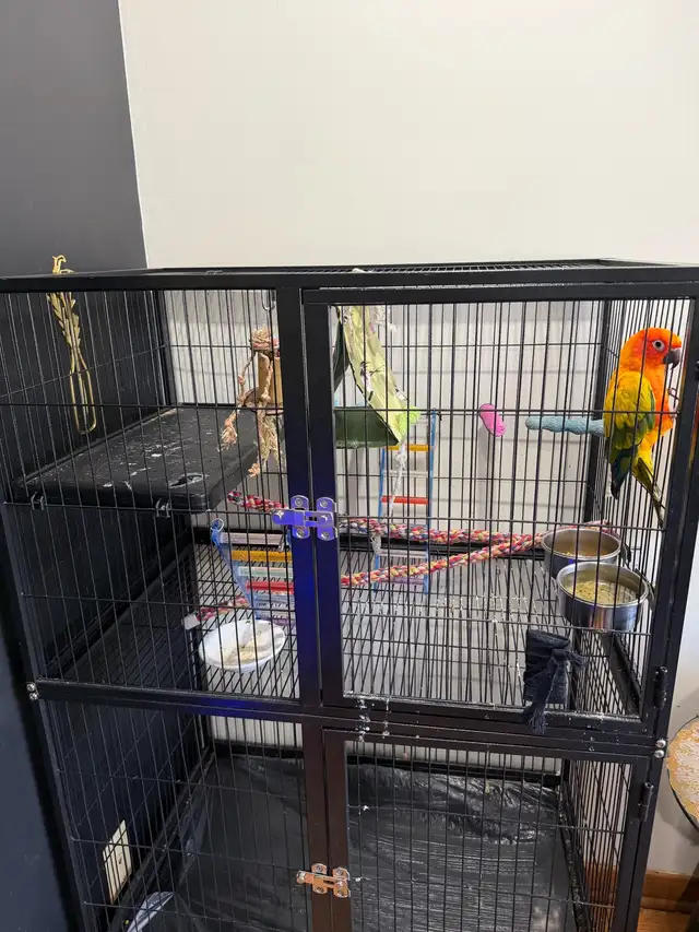 sun conure parrot