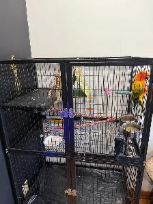 sun conure parrot