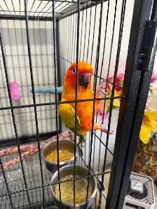 sun conure parrot - Photo 2