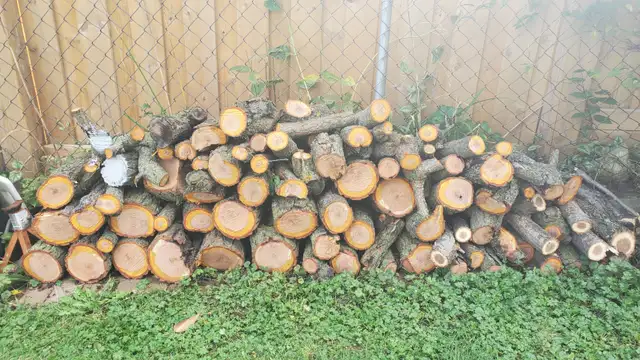 Camping Plum tree fire-wood avaiable.