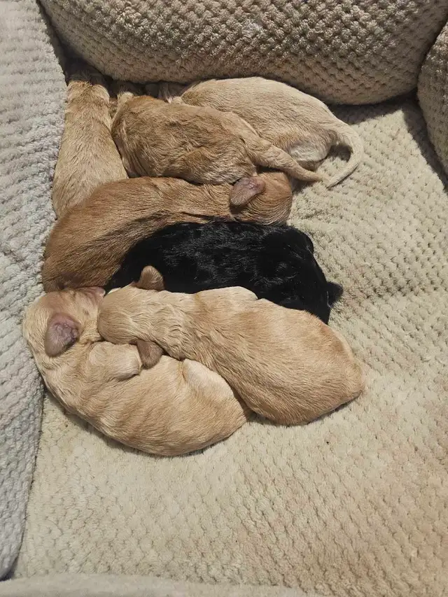 Cockapoo Puppies