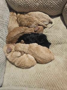 Cockapoo Puppies