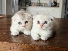 Scottish Fold Kittens (females) - Photo 2