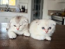 Scottish Fold Kittens (females) - Photo 3