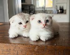 Scottish Fold Kittens (females) - Photo 4