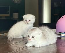 Scottish Fold Kittens (females) - Photo 5