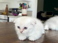 Scottish Fold Kittens (females) - Photo 6