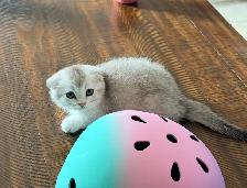 Scottish Fold Kittens (females) - Photo 8