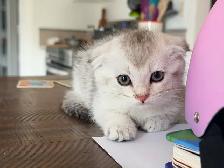 Scottish Fold Kittens (females) - Photo 9