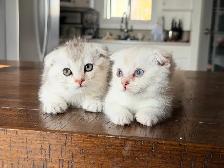 Scottish Fold Kittens (females) - Photo 10