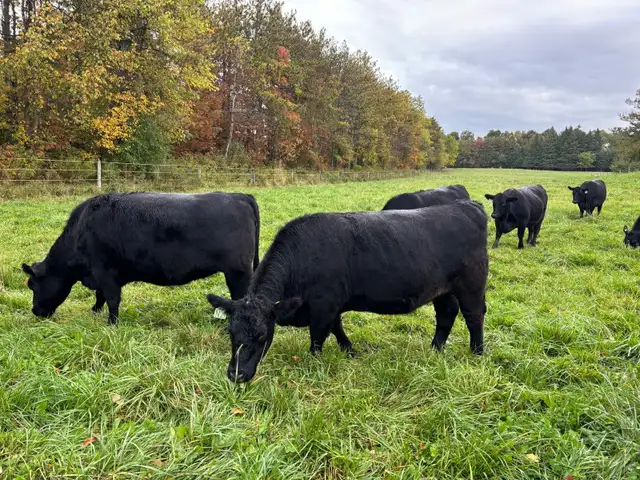 Bred Heifers, Black Angus & Angus/Simmental