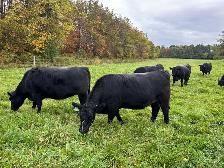 Bred Heifers, Black Angus & Angus/Simmental