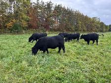 Bred Heifers, Black Angus & Angus/Simmental - Photo 2