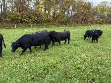 Bred Heifers, Black Angus & Angus/Simmental - Photo 3