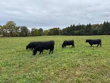 Bred Heifers, Black Angus & Angus/Simmental - Photo 4