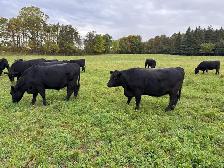 Bred Heifers, Black Angus & Angus/Simmental - Photo 5