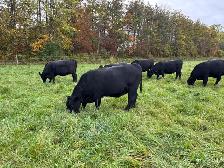 Bred Heifers, Black Angus & Angus/Simmental - Photo 6