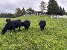 Bred Heifers, Black Angus & Angus/Simmental - Photo 7