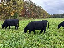 Bred Heifers, Black Angus & Angus/Simmental - Photo 8