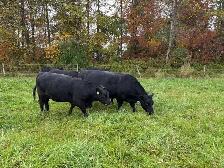 Bred Heifers, Black Angus & Angus/Simmental - Photo 9