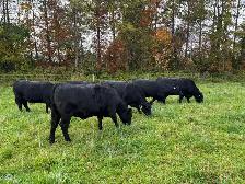 Bred Heifers, Black Angus & Angus/Simmental - Photo 10