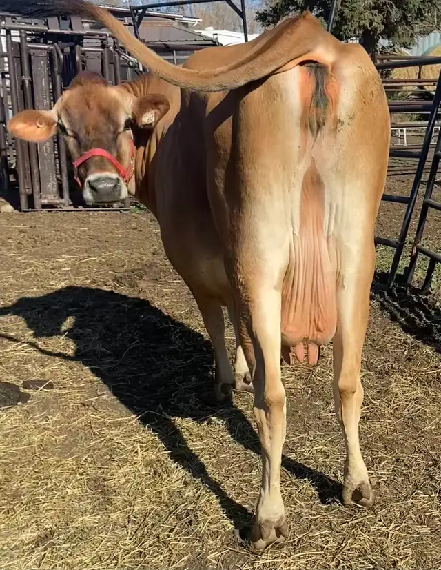 Long teated Jersey cow