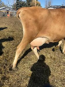 Long teated Jersey cow - Photo 2