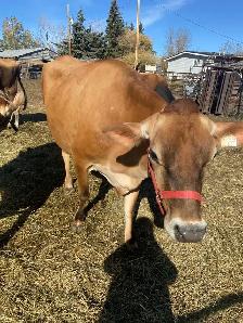 Long teated Jersey cow - Photo 3