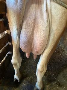 Long teated Jersey cow - Photo 4