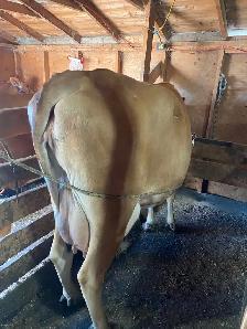Long teated Jersey cow - Photo 5