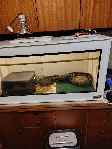 Carpet Python Free