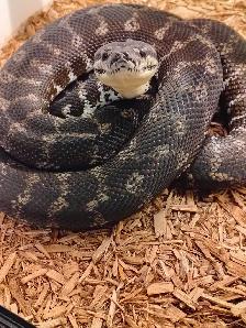 Carpet Python Free - Photo 2