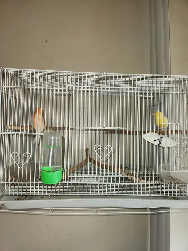 bird cage for sale