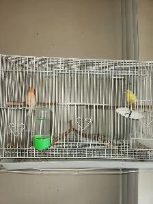 bird cage for sale