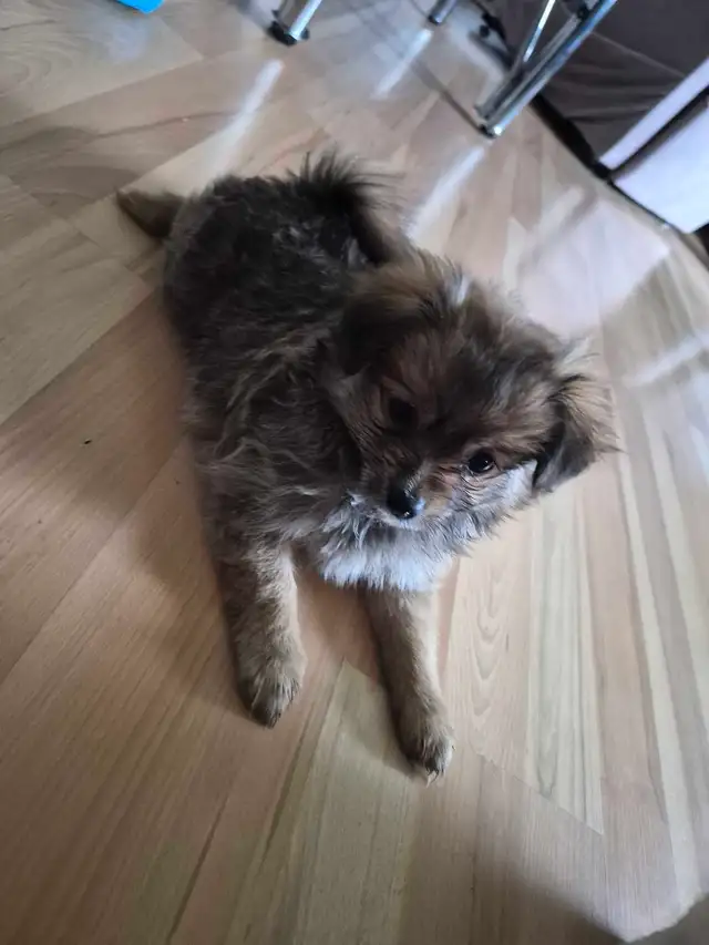 Puppies for sale