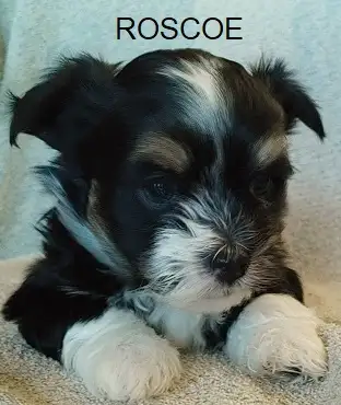 PURE HAVANESE PUPPIES