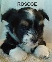 PURE HAVANESE PUPPIES