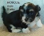 PURE HAVANESE PUPPIES - Photo 2