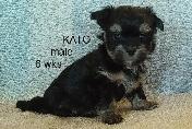 PURE HAVANESE PUPPIES - Photo 4