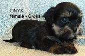 PURE HAVANESE PUPPIES - Photo 5