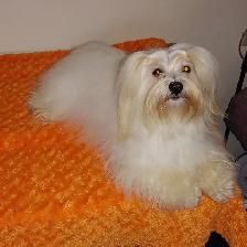 PURE HAVANESE PUPPIES - Photo 6