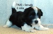 PURE HAVANESE PUPPIES - Photo 7