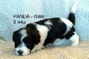 PURE HAVANESE PUPPIES - Photo 8