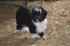PURE HAVANESE PUPPIES - Photo 10