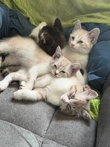 Colour Point Kittens